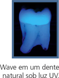 wave4_pt.jpg